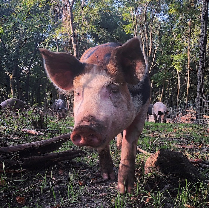 Silvopasture Explained